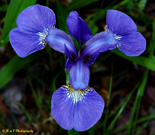 {Iris prismatica}
